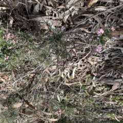 Lissanthe strigosa subsp. subulata at Jerrabomberra, NSW - 18 Sep 2022