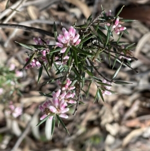 Lissanthe strigosa subsp. subulata at Jerrabomberra, NSW - 18 Sep 2022