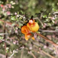 Pultenaea microphylla (Egg and Bacon Pea) at Mount Jerrabomberra QP - 18 Sep 2022 by Mavis