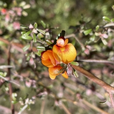 Pultenaea microphylla (Egg and Bacon Pea) at Jerrabomberra, NSW - 18 Sep 2022 by Mavis
