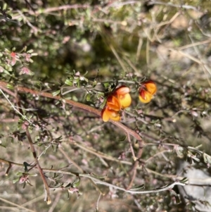 Pultenaea microphylla at Jerrabomberra, NSW - 18 Sep 2022