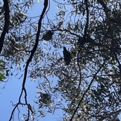 Callocephalon fimbriatum (Gang-gang Cockatoo) at Mount Jerrabomberra - 18 Sep 2022 by Mavis