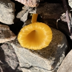 Lichenomphalia chromacea (Yellow Navel) at Mount Jerrabomberra QP - 18 Sep 2022 by Mavis