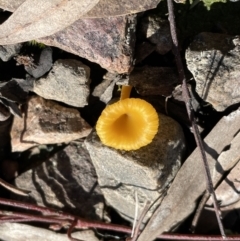 Lichenomphalia chromacea at Jerrabomberra, NSW - 18 Sep 2022 10:50 AM