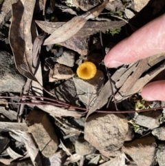 Lichenomphalia chromacea at Jerrabomberra, NSW - 18 Sep 2022