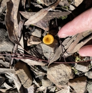 Lichenomphalia chromacea at Jerrabomberra, NSW - 18 Sep 2022 10:50 AM