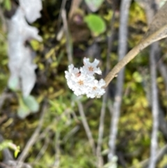 Leucopogon virgatus (Common Beard-heath) at Jerrabomberra, NSW - 18 Sep 2022 by Mavis