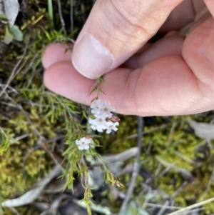 Leucopogon virgatus at Jerrabomberra, NSW - 18 Sep 2022