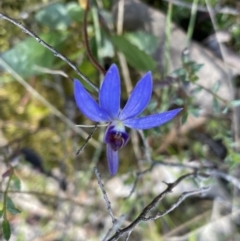 Cyanicula caerulea (Blue Fingers, Blue Fairies) at Jerrabomberra, NSW - 18 Sep 2022 by Mavis