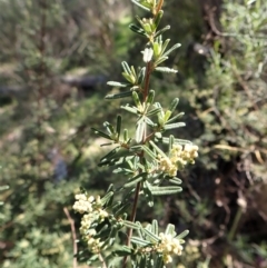 Pomaderris angustifolia (Pomaderris) at Aranda, ACT - 13 Sep 2022 by CathB