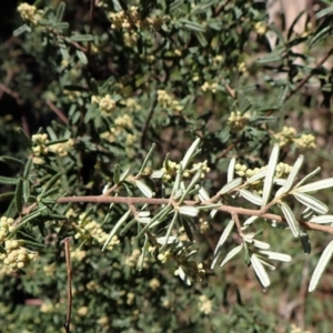 Pomaderris angustifolia at Aranda, ACT - 13 Sep 2022