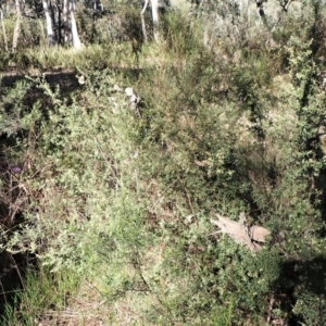 Pomaderris angustifolia at Aranda, ACT - 13 Sep 2022