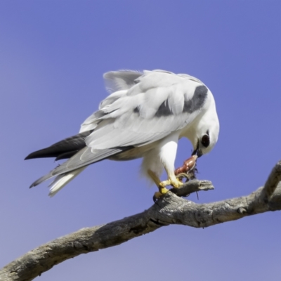 Elanus axillaris (Black-shouldered Kite) at Throsby, ACT - 14 Apr 2022 by CedricBear