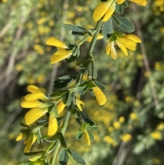 Genista monspessulana (Cape Broom, Montpellier Broom) at Jerrabomberra, NSW - 18 Sep 2022 by Mavis