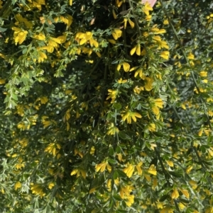 Genista monspessulana at Jerrabomberra, NSW - 18 Sep 2022