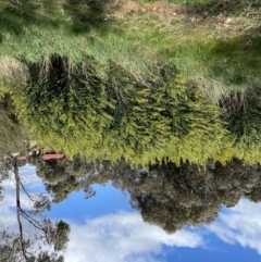 Genista monspessulana at Jerrabomberra, NSW - 18 Sep 2022