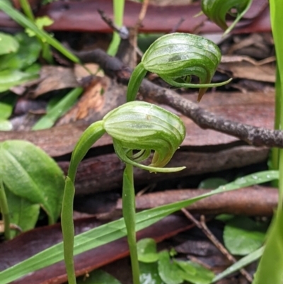 Pterostylis nutans (Nodding Greenhood) at Chiltern, VIC - 17 Sep 2022 by Darcy