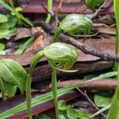 Pterostylis nutans (Nodding Greenhood) at Chiltern, VIC - 17 Sep 2022 by Darcy