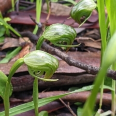 Pterostylis nutans at Chiltern, VIC - suppressed