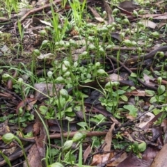 Pterostylis nutans at Chiltern, VIC - suppressed