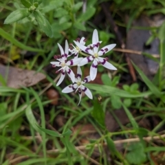 Wurmbea dioica subsp. dioica (Early Nancy) at Chiltern-Mt Pilot National Park - 17 Sep 2022 by Darcy