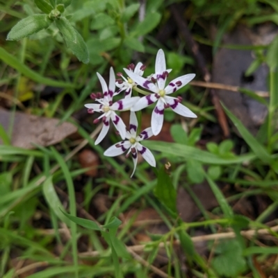 Wurmbea dioica subsp. dioica (Early Nancy) at Chiltern-Mt Pilot National Park - 17 Sep 2022 by Darcy