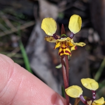 Diuris pardina (Leopard Doubletail) at Chiltern-Mt Pilot National Park - 17 Sep 2022 by Darcy