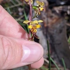 Diuris pardina at Chiltern, VIC - 17 Sep 2022