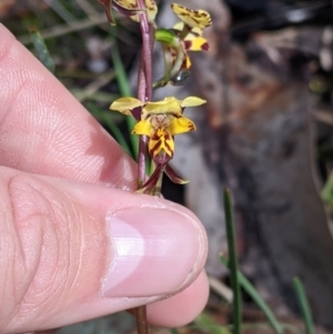 Diuris pardina at Chiltern, VIC - 17 Sep 2022