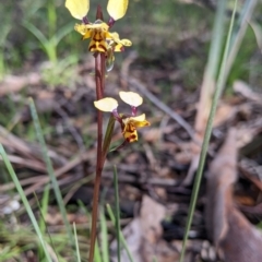 Diuris pardina at Chiltern, VIC - 17 Sep 2022