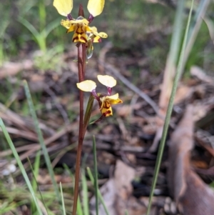 Diuris pardina at Chiltern, VIC - 17 Sep 2022