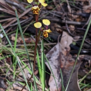 Diuris pardina at Chiltern, VIC - 17 Sep 2022