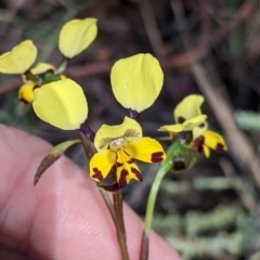 Diuris pardina (Leopard Doubletail) at Chiltern, VIC - 17 Sep 2022 by Darcy