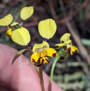 Diuris pardina at Chiltern, VIC - 17 Sep 2022