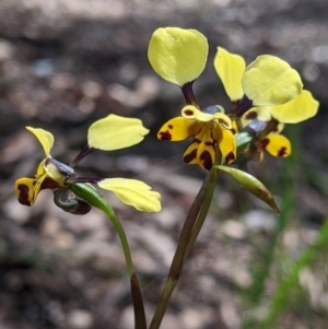 Diuris pardina at Chiltern, VIC - 17 Sep 2022