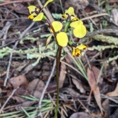 Diuris pardina at Chiltern, VIC - 17 Sep 2022