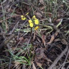 Diuris pardina at Chiltern, VIC - 17 Sep 2022