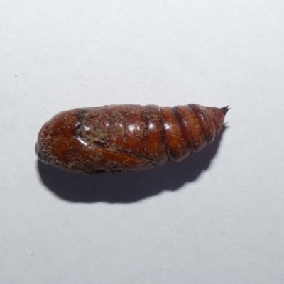 Agrotis porphyricollis (Variable Cutworm) at McKellar, ACT - 2 Sep 2022 by Birdy