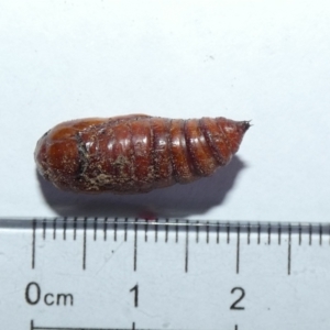 Agrotis porphyricollis at McKellar, ACT - suppressed