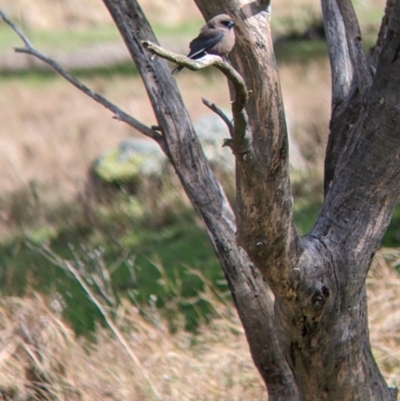 Artamus cyanopterus cyanopterus (Dusky Woodswallow) at Albury - 18 Sep 2022 by Darcy