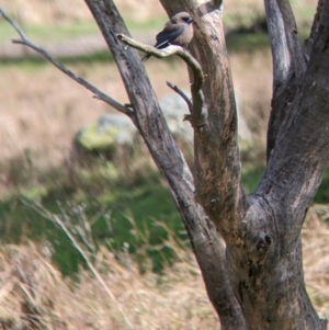 Artamus cyanopterus (Dusky Woodswallow) at Wirlinga, NSW by Darcy