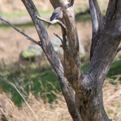 Artamus cyanopterus at Wirlinga, NSW - 18 Sep 2022 10:22 AM