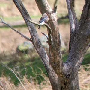 Artamus cyanopterus at Wirlinga, NSW - 18 Sep 2022 10:22 AM