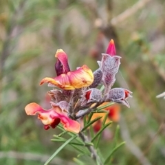 Dillwynia sp. Yetholme (P.C.Jobson 5080) NSW Herbarium at Jerrabomberra, ACT - 18 Sep 2022 by Mike