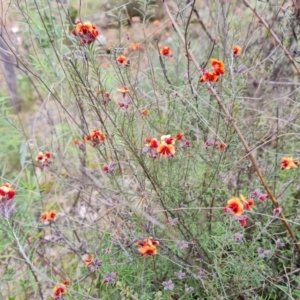 Dillwynia sp. Yetholme (P.C.Jobson 5080) NSW Herbarium at Jerrabomberra, ACT - 18 Sep 2022 03:13 PM