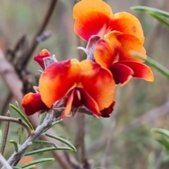 Dillwynia sp. Yetholme (P.C.Jobson 5080) NSW Herbarium at Jerrabomberra, ACT - 18 Sep 2022 03:13 PM