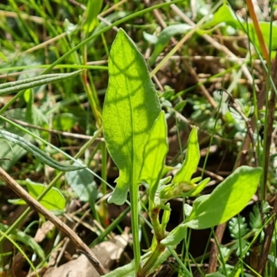 Rumex acetosella (Sheep Sorrel) at Mount Mugga Mugga - 18 Sep 2022 by Mike