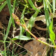 Rumex acetosella at Jerrabomberra, ACT - 18 Sep 2022 03:06 PM