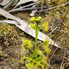 Drosera gunniana at Jerrabomberra, ACT - 18 Sep 2022 02:54 PM