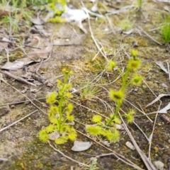 Drosera gunniana at Jerrabomberra, ACT - 18 Sep 2022 02:54 PM